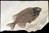 Phareodus Fossil Fish - Scarce Species #52507-1
